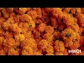 Download Lagu 5/10/2025(ఆదివారం)మదనపల్లిలో ఈ రోజు పూల మార్కెట్ ధరలు 
