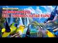 Download Lagu Masteran Burung Kecil Tembakan kasar Ampuh🎯MASTERAN BURUNG KECIL TERBAIK 2025