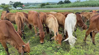 Video of friendly cows grazing in the meadow - Animal sounds of cows