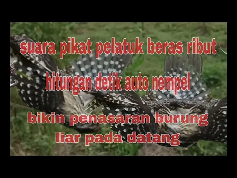 Download MP3 SUARA PIKAT PELATUK BERAS PELATUK SAMPIT PALING AMPUH DI JAMIN ANTI GAGAL