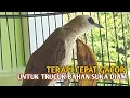 Lagu Trucuk BETINA memanggil Jantan Suara Birahi Ngecuplik 100% pancingan trucukan gacor agar BUNYI EMOSI