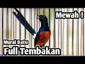 Download Lagu MURAI BATU GACOR FULL ISIAN TEMBAKAN KASAR AMPUH MEMANCING EMOSI MURAI BATU LAWAN