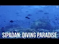Sipadan: Diving Paradise