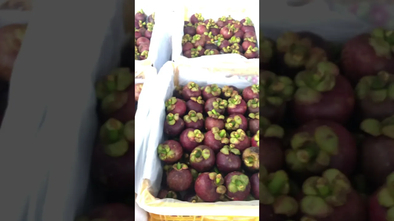 see until finished this video, mangosteen is indeed fruiting long enough so that it is saturated wai. 