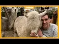 Lagu Knuffelen met alpaca's: populair maar niet altijd goed