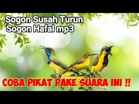 Download MP3 Suara Pikat Sogon Terancam Kombinasi Sogon Betina Memanggil Jantan