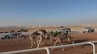 الشوط 4 الحصيني للسيد خلفان بخيت فطيس المنصوري توقيت 2 16 86 