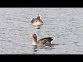 Download Lagu FLATS PARK || LETS WATCH CUTE DICKS 🦆🦆 ?