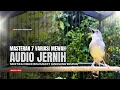 Lagu Burung Ciblek SEMI Gacor NGEBREN Untuk Pancingan Ciblek dan MASTERAN BURUNG Kesayangan Anda