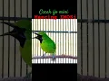 Download Lagu Pancingan Cucak Ijo Mini Mancing Emosi🔥🔥