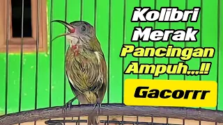 Download Kolibri merak/gunung trotol gacor istimewa pancingan ampuh‼️burung cepat gacor MP3