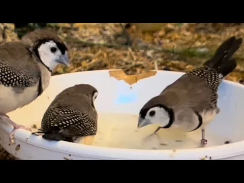 Owl Finch doublebarred finches bird finch aviary birds