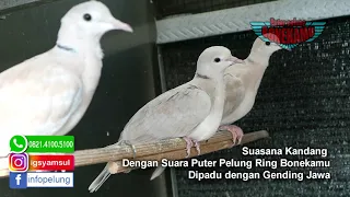 Download Suara puter plung ring Bonekamu bikin hati damai syahdu diiringi gending jawa MP3