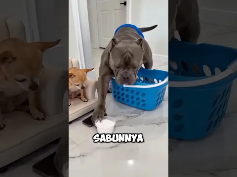 Kirain Susu Ternyata Bubuk Sabun! 😭