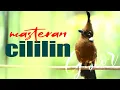Lagu MASTERAN CILILIN GACOR SUARA JERNIH DURASI PANJANG