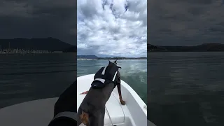 She’s 100% a water dog ! lol .. #Fyp #dream #YouTube #doberman #pets