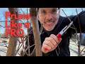Panicle Hydrangea Pruning The PRO Tips to HUGE Blooms