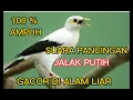 Download Lagu SUARA BURUNG JALAK PUTIH