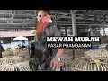Download Lagu Ayam mewah harga pasar - kandang biru ABG