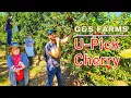 Cherry Picking at G S Farms Brentwood s Iconic Family Farm