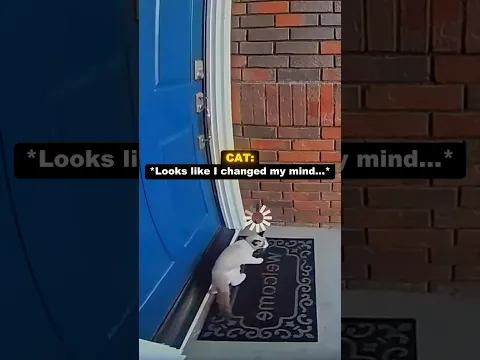 Cat’s escape turned out to be a mistake 😿🌎