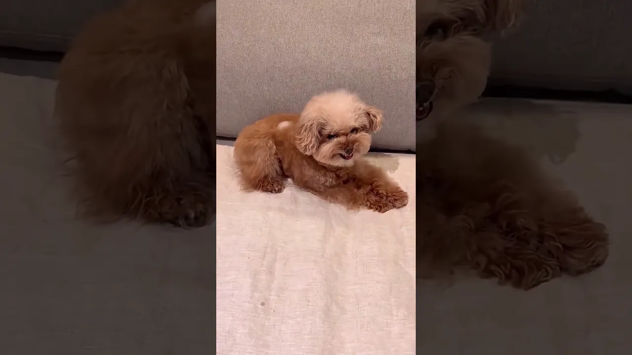 #btsshorts