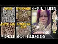 4 Trees to Boost Morel Mushroom Harvest in 2023