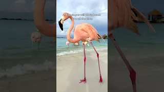 ۵ دلیل که نباید به آروبا سفر کنید    دندنها