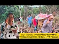 Download Lagu KE KEBUN PAMAN SUAMI BANTU PAMAN NEBANG POHON \u0026PERTAMA KALI MASAK DAU SINGKONG CAMPUR UMBUT LENGKUAS