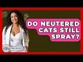 Do Neutered Cats Still Spray - Ask A Pet Vet