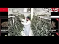 How I Pick The Best Strains From LIT Farms: My Personal Buying Guide - Good Picks Every Time!