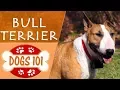 Dogs 101 - BULL TERRIER