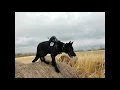 Bounce Imaging 360-degree K9 Cameras