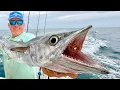 We Have a HUGE Problem Kingfish Catch Cook
