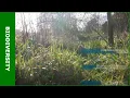 Download Lagu Met nieuwe technieken biodiversiteit monitoren - KennisOnline 2023