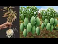 Lagu Best Skill Technique Grafting Mango Tree with Aloe Vera Fruit / how to grow mango tree fruits
