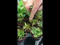Fresh New Houseplant Arrivals to the Prairie Gardens Greenhouse