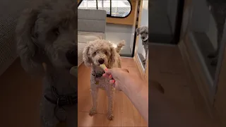 A day in the life of a stay at boat dog mom…