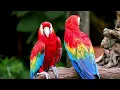Relaxing Music for Study — Birds & Piano Fusion for Focus, Reading & Work