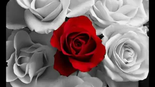 اجمل اغنيه فضل شاكر انا عمرى مانسيتك 