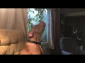 Pitbull Howling