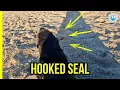 Download Lagu OCN Rescuer Hawain Acts Fast to Save Hooked Seal