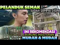 Lagu INI TERMASUK REKOMENDASI BURUNG MASTERAN MURAH DAN MUDAH || BURUNG PELANDUK SEMAK
