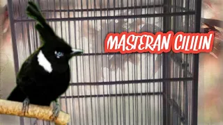  cililin cililinnembak masteran masteran cililin nembak keras dan rapat