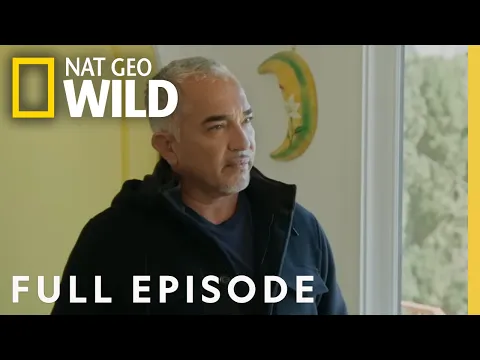 Download MP3 Doggie Aggression (Full Episode) | Cesar Millan: Better Human, Better Dog