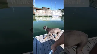 #fyp #dream #pets #doberman #vlog
