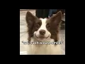 Download Lagu ,,all dogs deserve a owner, but not all owners deserve a dog..\