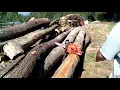 20 years old Stihl 023 vs Husqvarna 435 II