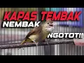 Download Lagu MASTERAN KAPAS TEMBAK NEMBAK NGOTOT! NEMBAK!! KAPAS TEMBAK GACOR DOR!