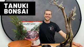 Download Tanuki Bonsai | The Bonsai Supply MP3